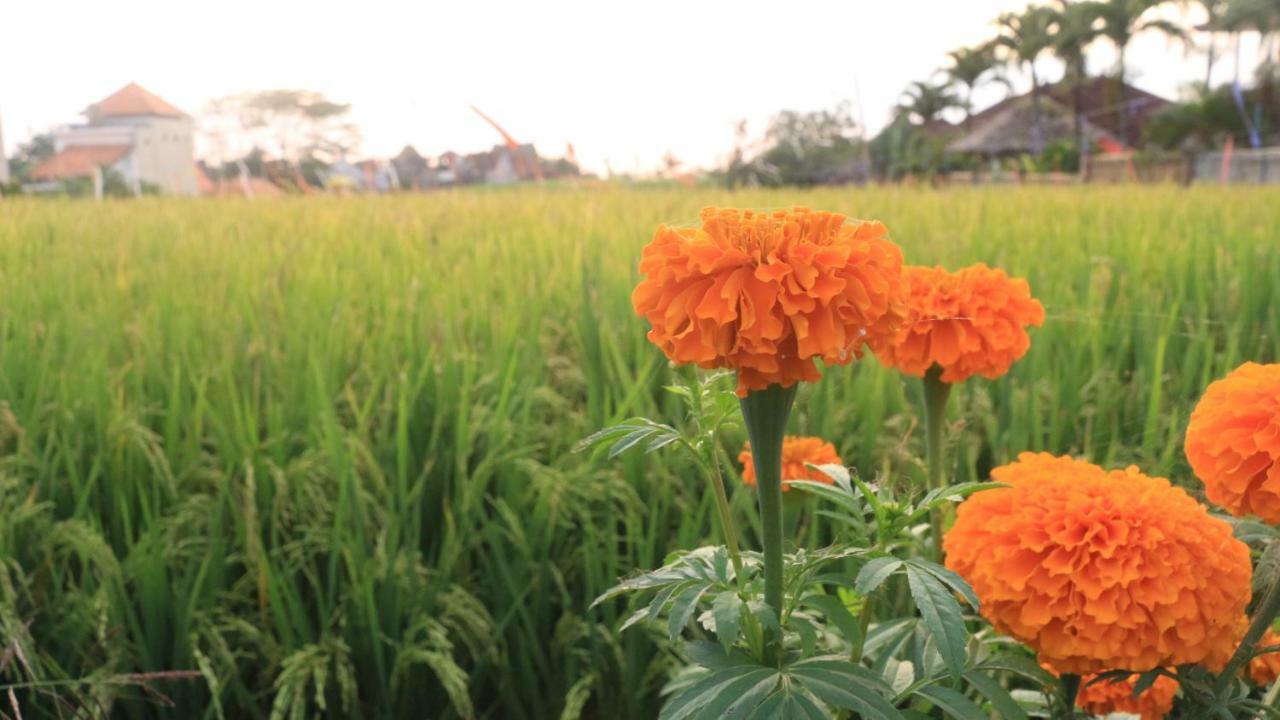 Villa Padi Canggu Zewnętrze zdjęcie